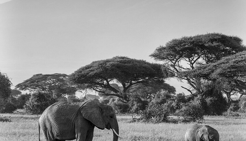 elephants, africa, safari, animals, nature, mammals, wildlife, wilderness, pachyderm, national park, herbivores, kilimanjaro, elephant family, wild animals, proboscidea, elephants, africa, kilimanjaro, kilimanjaro, kilimanjaro, kilimanjaro, kilimanjaro