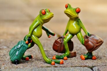 frogs, fun, travel, suitcase, nature, travel bag, vacations, frog, on the way, animal, figure, cute